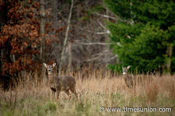 NY changes hunting rules to shrink deer herds, reduce foliage loss