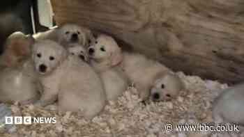 Woman kept puppies in 'appalling conditions'