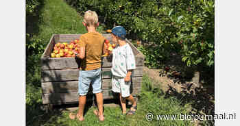 Eerste 7.800 kilo biologische appels gered in Belgische reddingsactie
