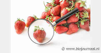 Voor het eerst minder resten van gewasbeschermingsmiddelen op Nederlandse aardbeien gemeten