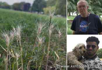 Dog owners echo vets’ warning over increasing grass seed danger