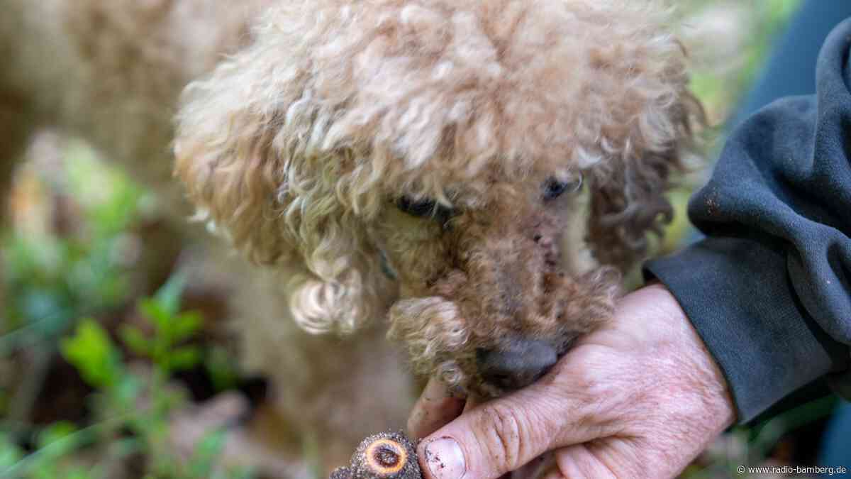 Trüffelhund Hägar schnüffelt im Hauptsmoorwald