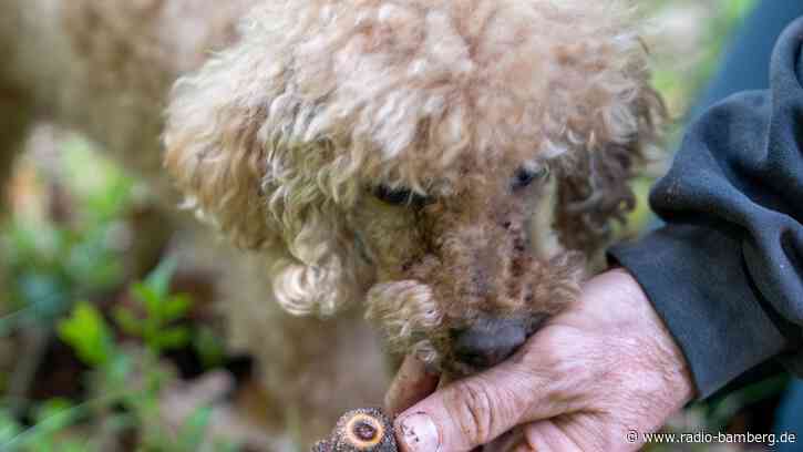Trüffelhund Hägar schnüffelt im Hauptsmoorwald