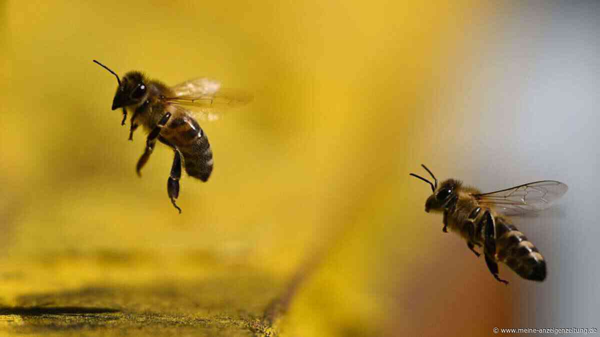 Bienen auf dem Balkon? Gericht stärkt Miteigentümerrechte