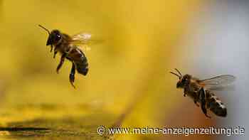 Bienen auf dem Balkon? Gericht stärkt Miteigentümerrechte