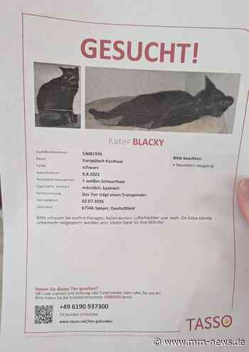 Speyer – Kater BLACKY vermisst – Wer kann helfen?