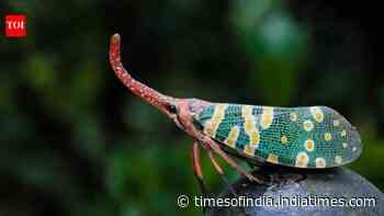 Earth could have over 20 million insect species, leaving most still unknown to science