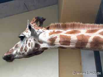 Giraffe Maoli kommt nach Transport im Kölner Zoo an