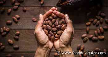 How the industry’s biggest player is securing cocoa’s future