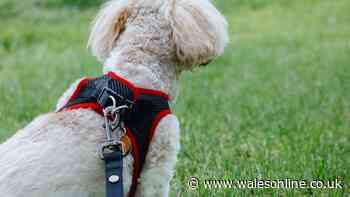 Letterbox 'trespass' court ruling means dog owners could be criminally prosecuted