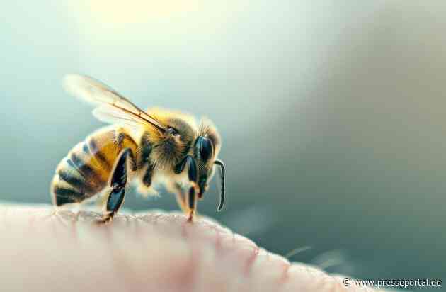 Sommerzeit ist Wespen- und Bienenzeit: Wann ein Stich gefährlich werden kann