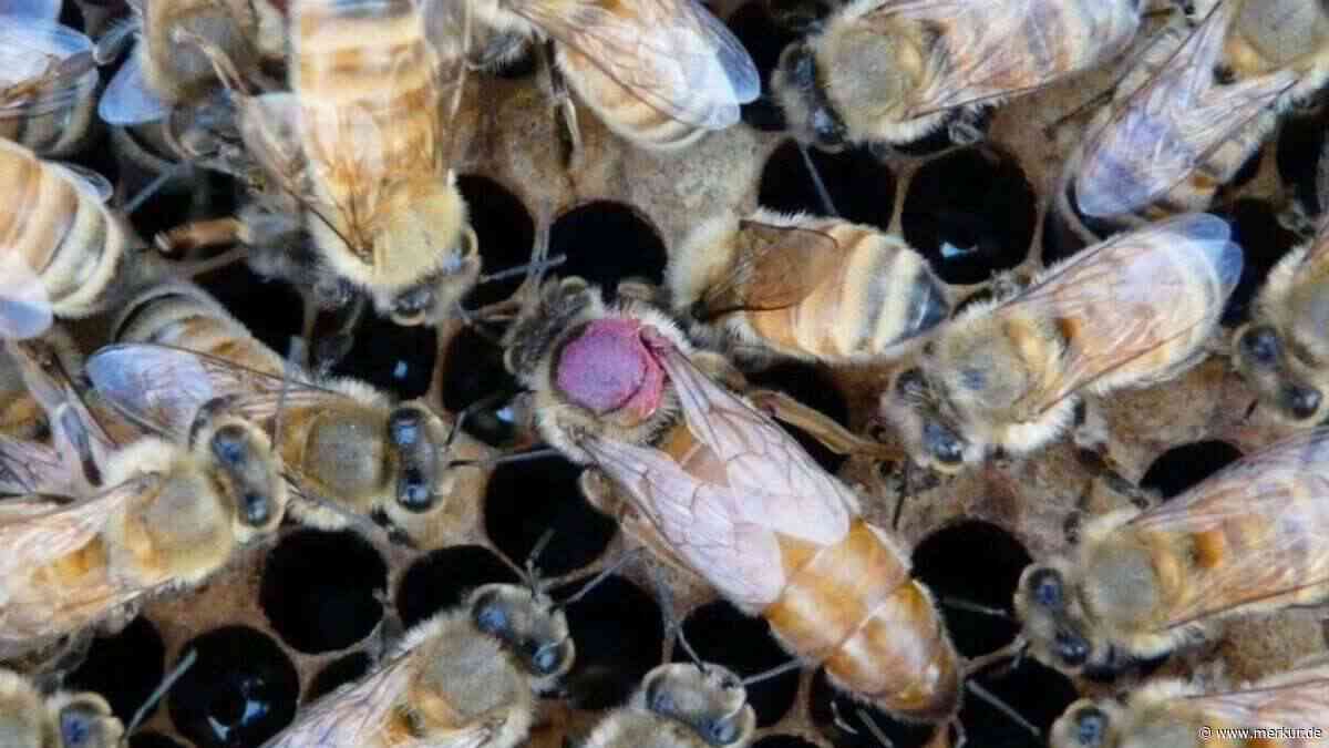 Pestizide bei Bienen: Königin schützt sich auf Kosten ihrer Eier