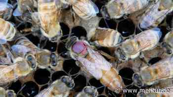 Pestizide bei Bienen: Königin schützt sich auf Kosten ihrer Eier