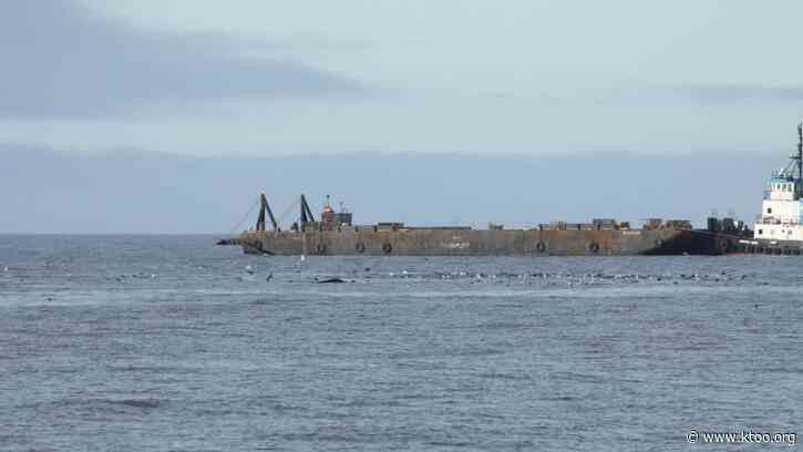 As ship traffic rises, 2 new studies look at how that could affect marine mammals in the Arctic