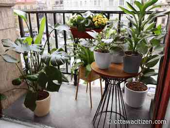 The city gardener: Houseplant vacations 
