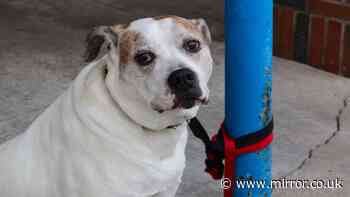 UK dog theft hotspot areas and most stolen breeds