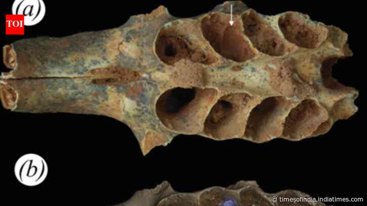 Ancient bees, 20,000 years ago, built nests inside the tooth sockets of fossilized animal jaws: Scientists discover first known case of bees using bone as a nursery