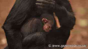 First private primate licence application received in Middlesbrough under new legislation