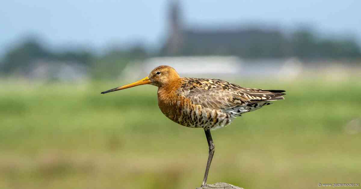 Nieuwe reddingspoging voor grutto: 35 gebieden en 35.000 hectare moeten nationale vogel voor uitsterven behoeden