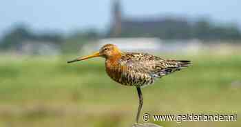 Nieuwe reddingspoging voor grutto: 35 gebieden en 35.000 hectare moeten nationale vogel voor uitsterven behoeden