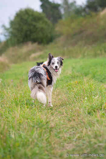 Hund beißt zwei Passanten - wollte nur schtreicheln