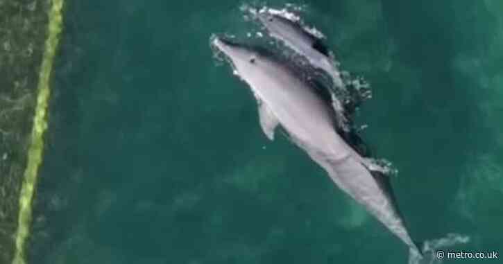Hotel keeping dolphins in ‘shallow’ pool originally built for guests