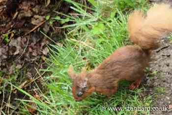 Deadly squirrelpox confirmed in Scottish red squirrels