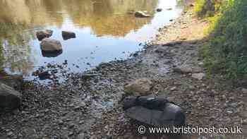 Puppy found dead at edge of South Bristol stream