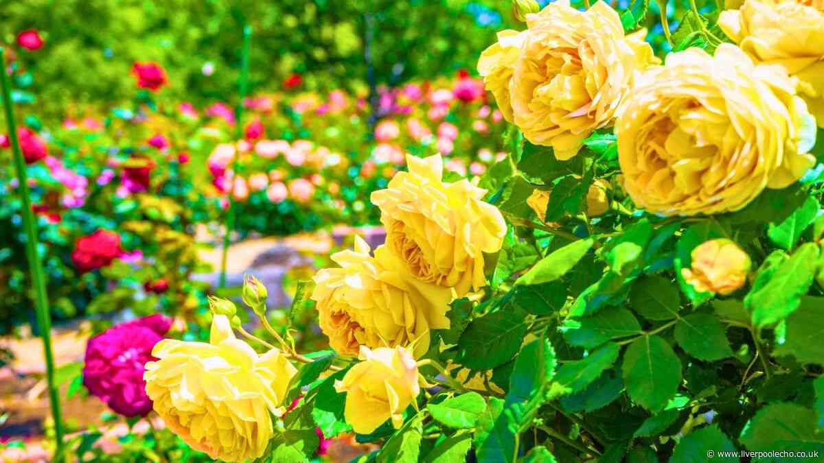Roses will grow healthier and longer-lasting flowers if gardeners avoid 1 common mistake in July