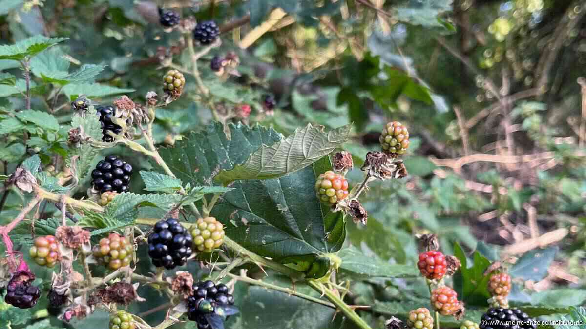 Hitzesommer 2026: Mit diesen Tricks aus der Natur kommen Sie genussvoll durch den Juli