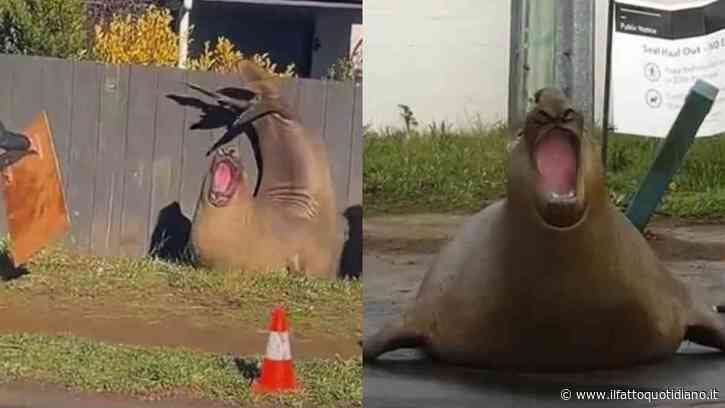 “C’è il rischio concreto di amarlo a morte”: ha un milione e mezzo di follower, blocca il traffico e sfonda recinzioni: il caso di Neil, la foca elefante che preoccupa la Tasmania
