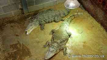 Probe launched into care of man accused of throwing boy, 3, into crocodile pit