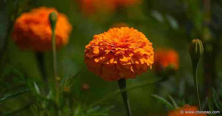 Could marigolds become a new plant-based protein? UGA researchers see promise in edible flowers