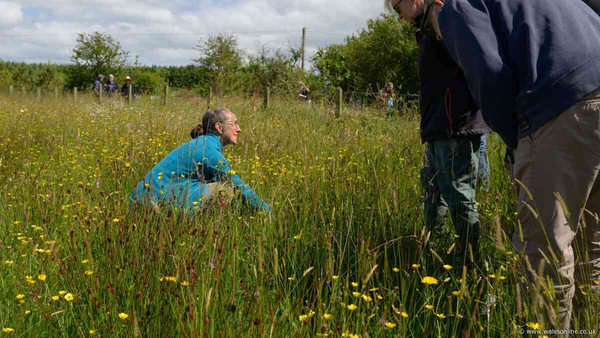 The people trying to restore the Llŷn’s drought-resistant meadows