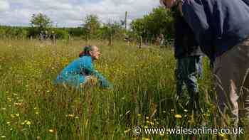 The people trying to restore the Llŷn’s drought-resistant meadows