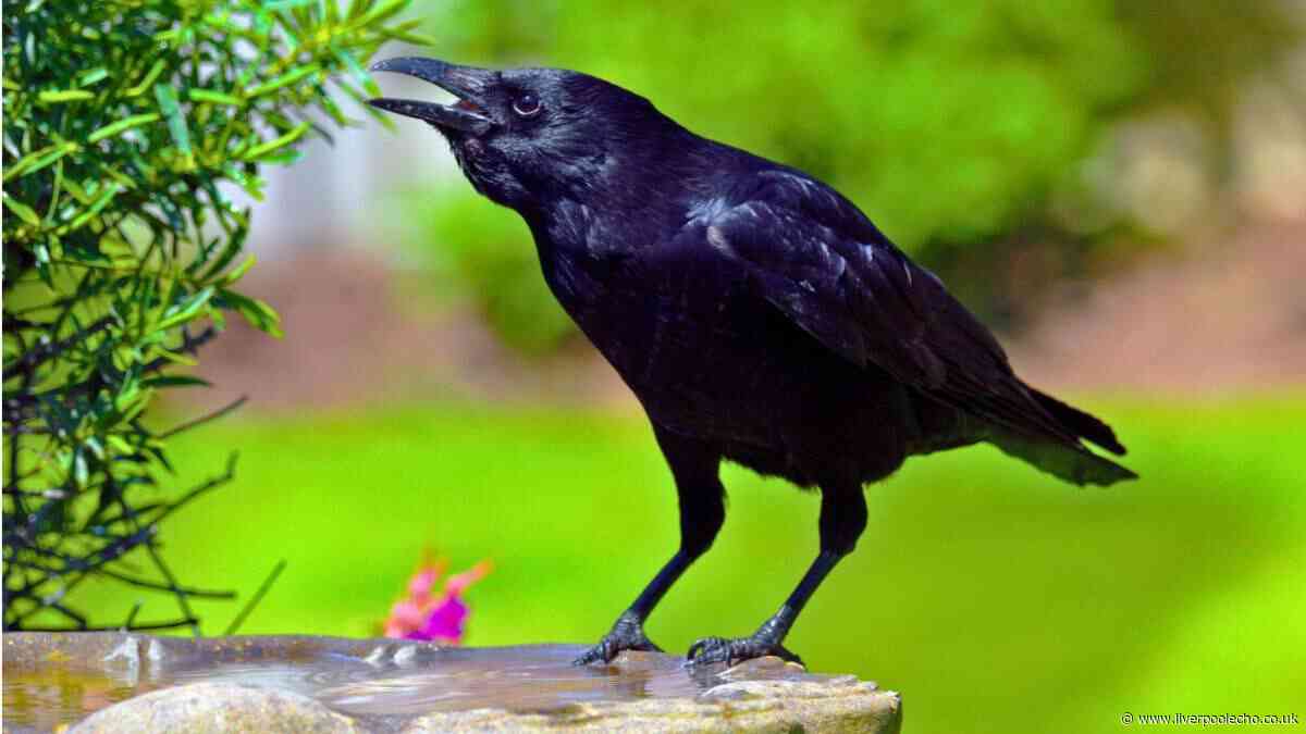 Crows will keep coming into your garden if you feed them 1 food in summer