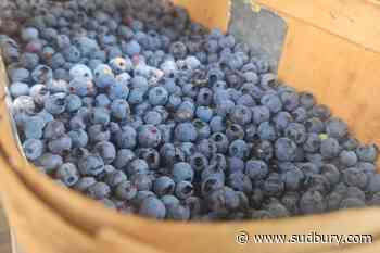 Let’s eat! It’s only the first week of July and the blueberries are out