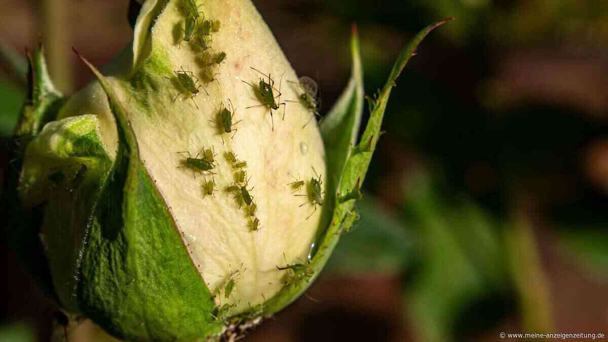 Rosen voller Blattläuse? Sechs Hausmittel, die Gartenexperten wirklich überzeugen