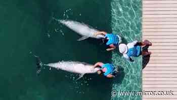 Outrage as dolphins kept in hotel pools with 'no escape and constant barrage of music and laser shows'