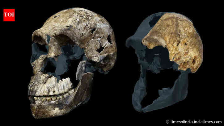 300,000-year-old Homo naledi fossils from a South African cave suggest the ancient human relative may have been a female-only species, new study reveals
