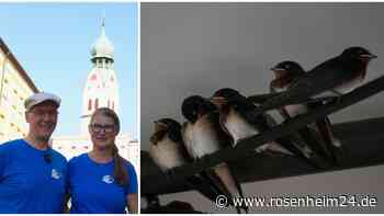 Ein Blick nach oben: Auf Urban-Birding-Tour durch die Rosenheimer Innenstadt