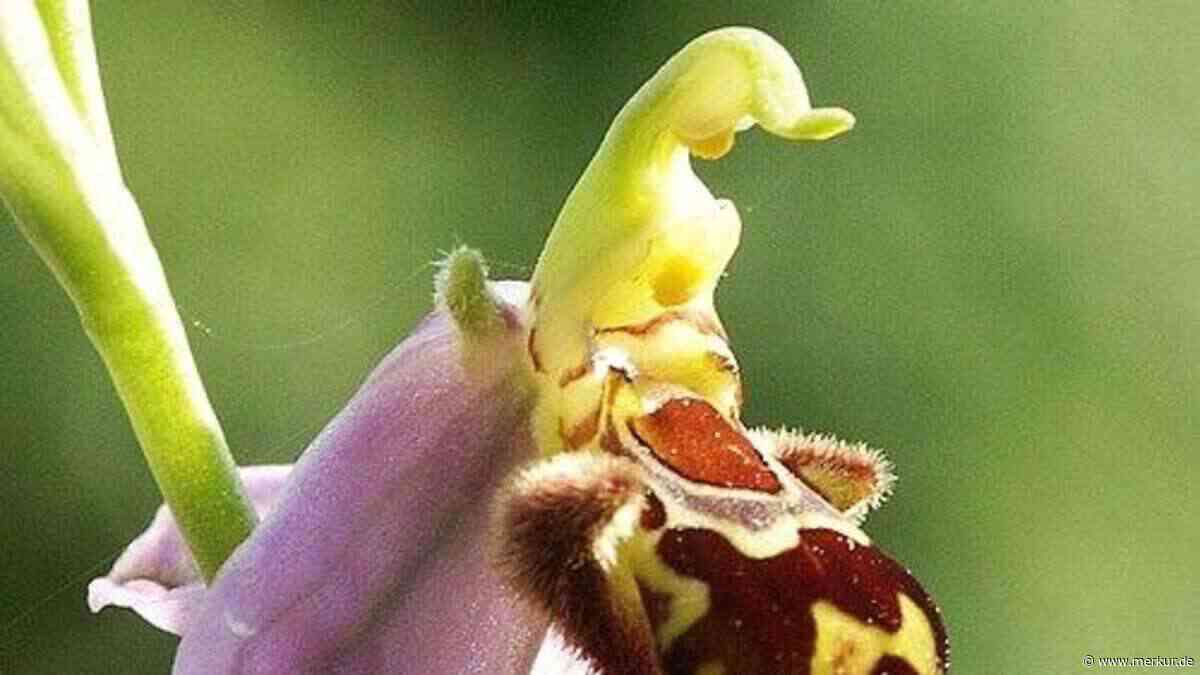 Bienen-Ragwurz blockiert Firmen-Erweiterung: Seltene Orchidee muss umziehen