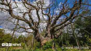 Major Oak photo appeal launched after tree's death