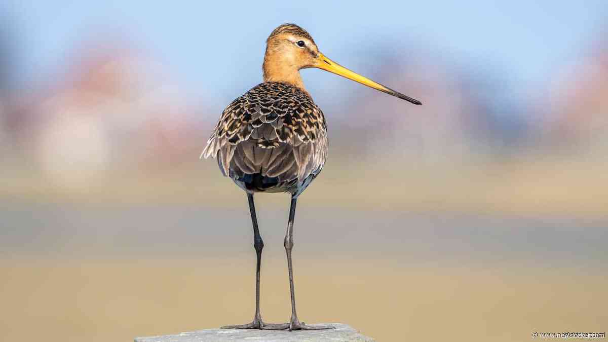 Vogelbescherming niet overtuigd van plan minister om grutto beter te beschermen