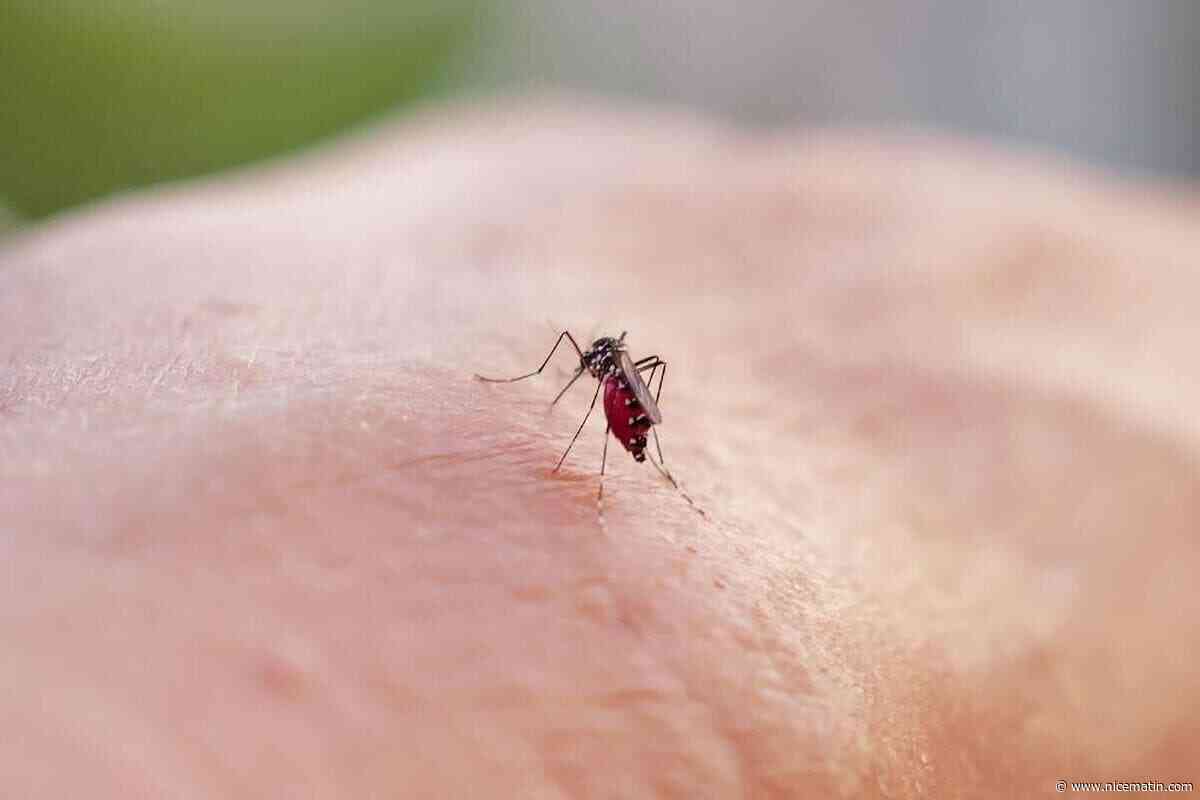 Retour des chaleurs dans les Alpes-Maritimes et le Var : les moustiques sont-ils vraiment moins actifs pendant les périodes de canicule ?
