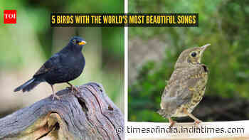From the nightingale to the canary: 5 birds with the world's most beautiful songs