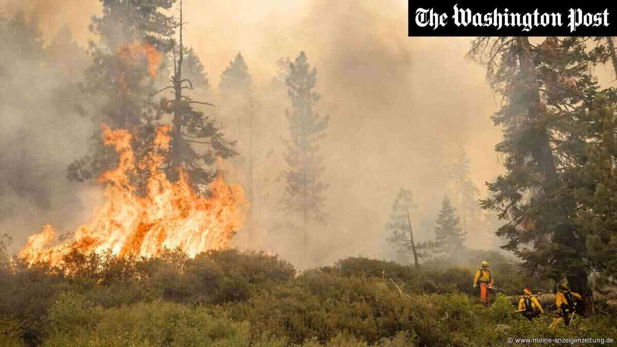 Das Feuer-Paradoxon: Warum schnelles Löschen die nächsten Megabrände erst recht anheizt