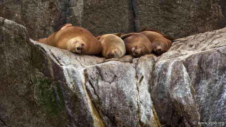 NOAA eyes potential changes to Alaska sea lion protections as Trump urges boosted seafood harvests