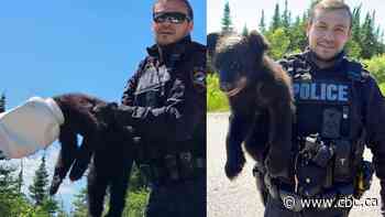 Bear cub with head caught in a jug gets released by police officer