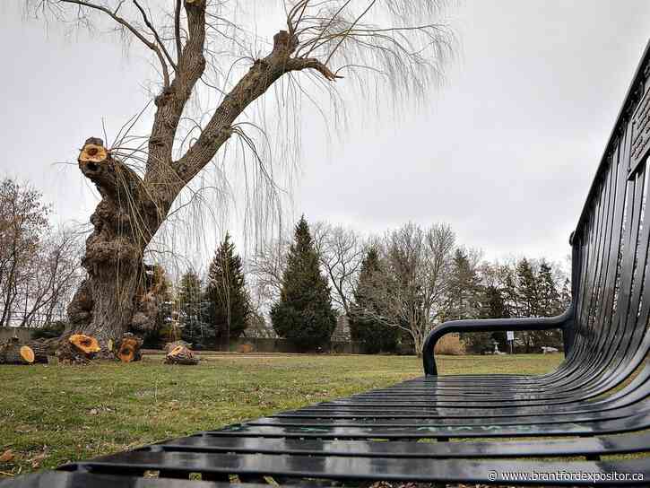 Brantford looking to plant new weeping willow tree in Lorne Park